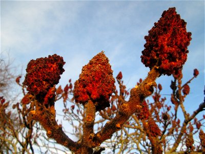 Essigbaum (Rhus typhina) in Hockenheim - Ursprung: östliches Nordamerika, schon um 1620 in Europa eingeführt