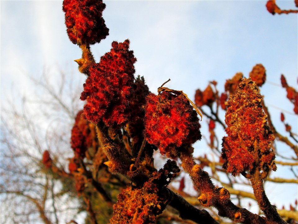 Essigbaum (Rhus typhina) in Hockenheim - Ursprung: östliches Nordamerika, schon um 1620 in Europa eingeführt