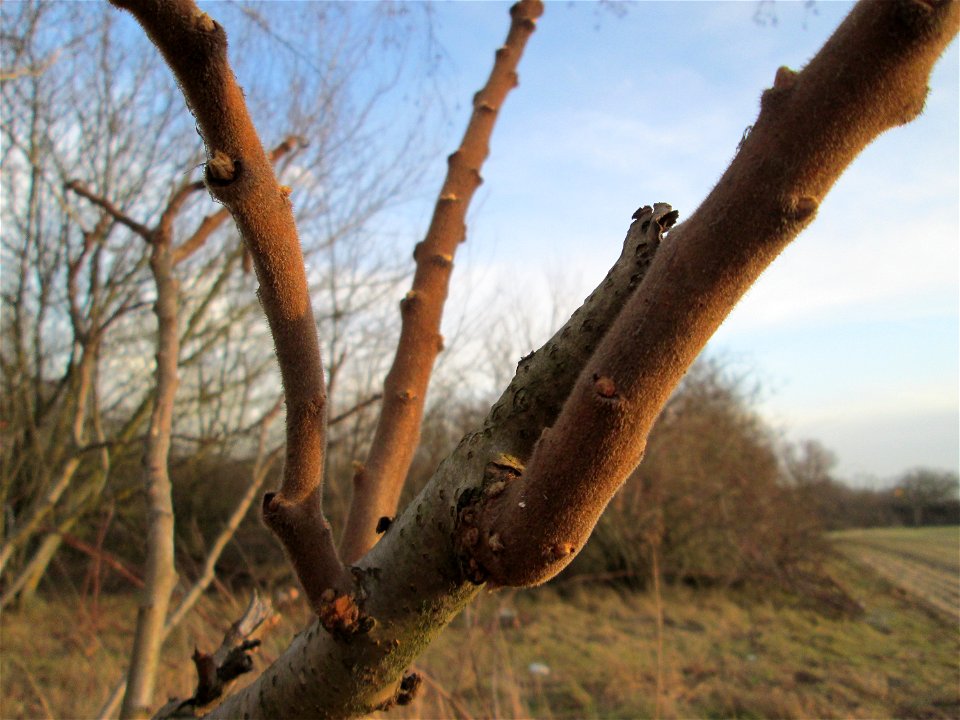 Essigbaum (Rhus typhina) in Hockenheim - eingeschleppt aus Nordamerika - im Winter bekommen die Äste ein regelrechtes "Winterfell"