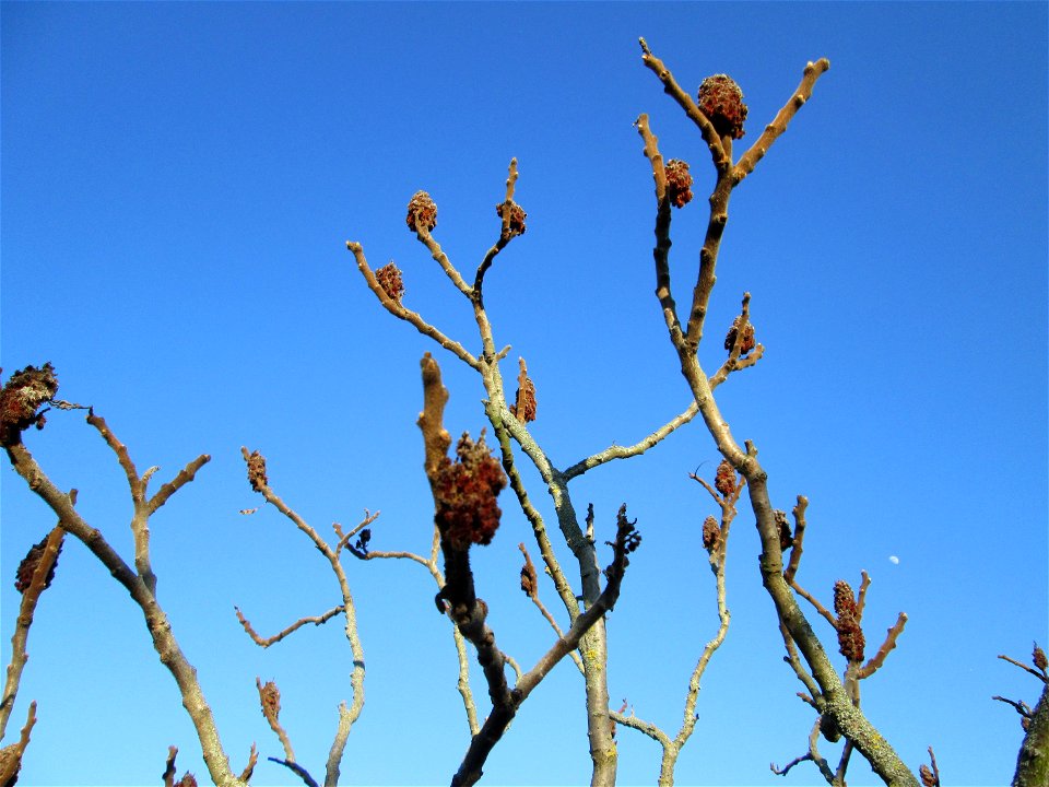 Essigbaum (Rhus typhina) in Hockenheim - eingeschleppt aus Nordamerika