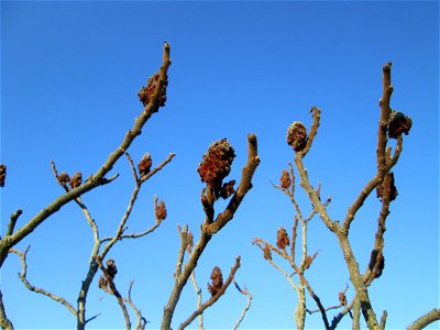 Essigbaum (Rhus typhina) in Hockenheim - eingeschleppt aus Nordamerika