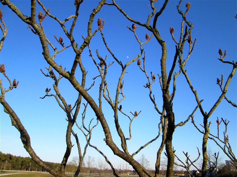 Essigbaum (Rhus typhina) in Hockenheim - eingeschleppt aus Nordamerika