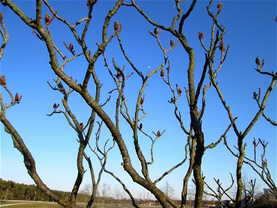 Essigbaum (Rhus typhina) in Hockenheim - eingeschleppt aus Nordamerika photo