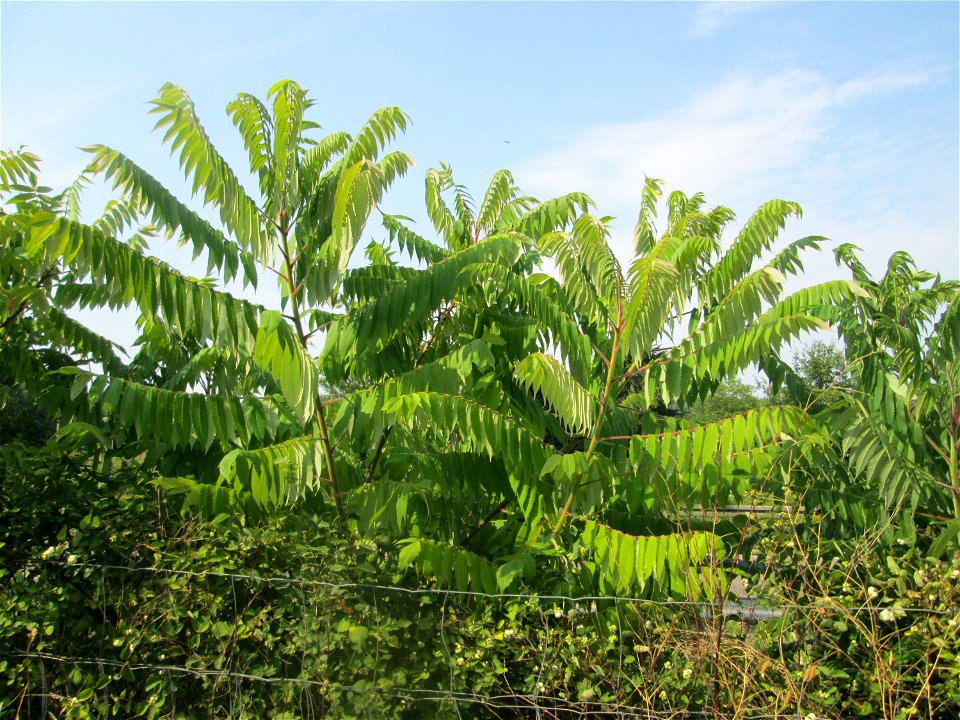 Essigbaum (Rhus typhina) - invasiv an der A6 im Almet in Sankt Arnual