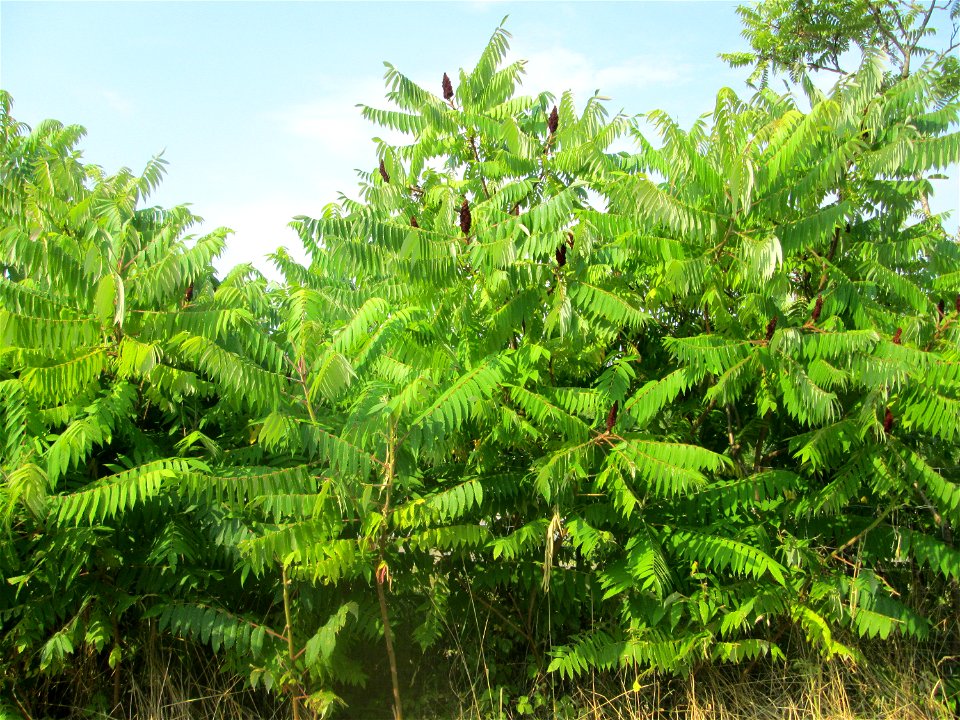 Essigbaum (Rhus typhina) - invasiv an der A6 im Almet in Sankt Arnual