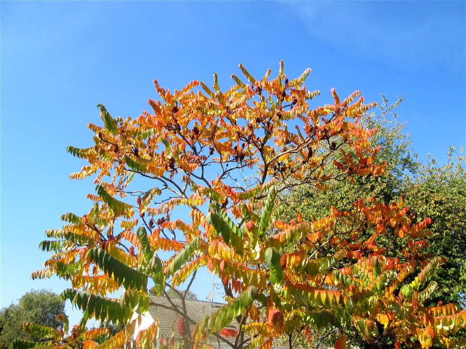 Essigbaum (Rhus typhina) in Hockenheim - Ursprung: östliches Nordamerika, schon um 1620 in Europa eingeführt