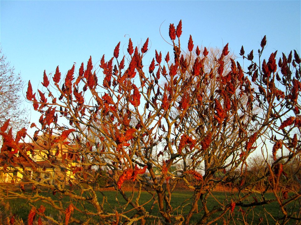 Essigbaum (Rhus typhina) in den Kisselwiesen bei Reilingen - Ursprung: östliches Nordamerika, schon um 1620 in Europa eingeführt