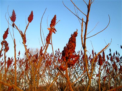 Essigbaum (Rhus typhina) in den Kisselwiesen bei Reilingen - Ursprung: östliches Nordamerika, schon um 1620 in Europa eingeführt