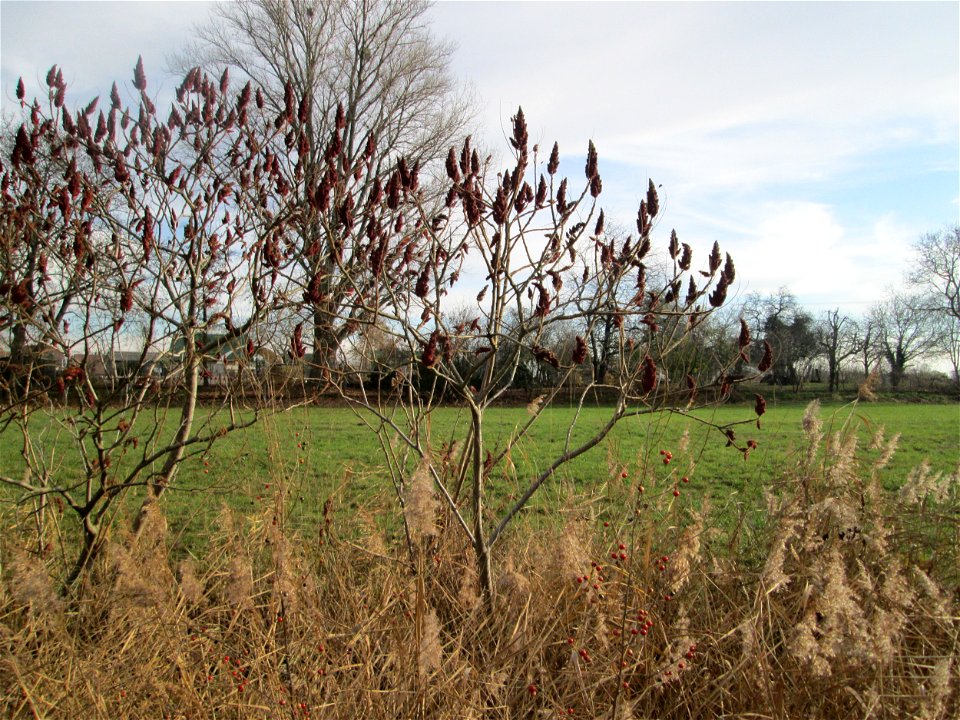 Essigbaum (Rhus typhina) in den Kisselwiesen bei Reilingen - Ursprung: östliches Nordamerika, schon um 1620 in Europa eingeführt