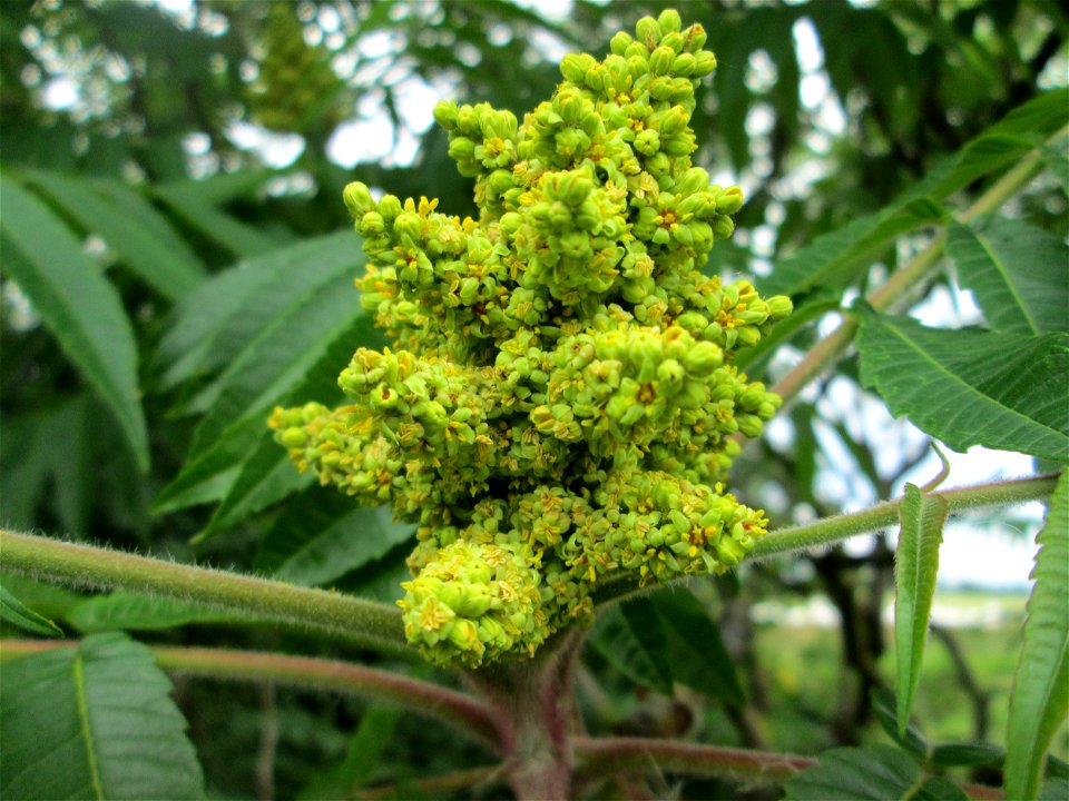 Essigbaum (Rhus typhina) in einem Garten in Hockenheim