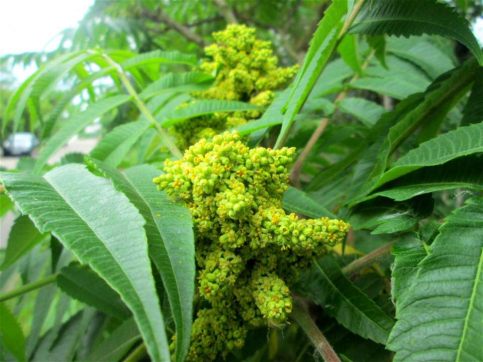 Essigbaum (Rhus typhina) in einem Garten in Hockenheim