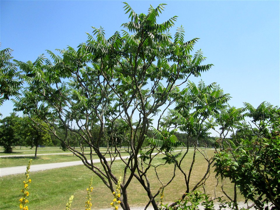 Essigbaum (Rhus typhina) an einer Parkplatzwiese in in Hockenheim
