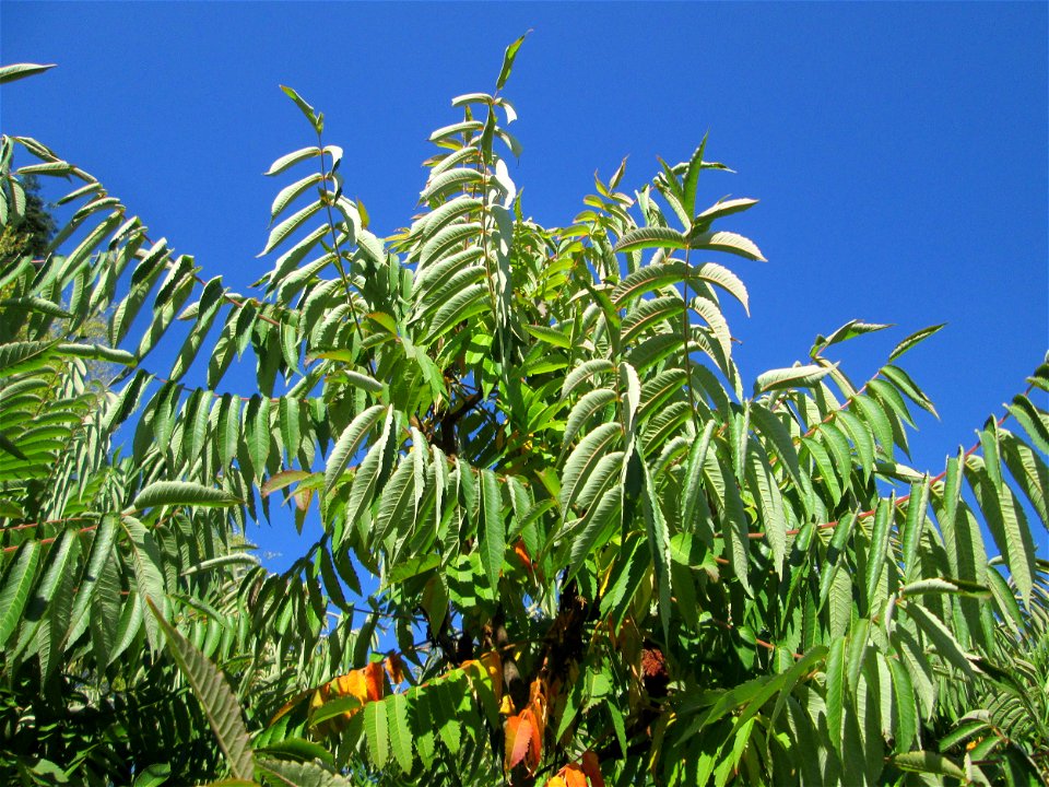 Essigbaum (Rhus typhina) - invasiv im Almet in Sankt Arnual