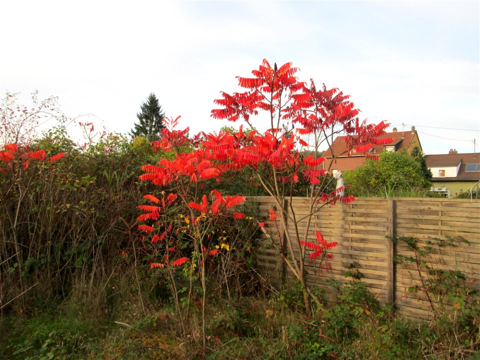 Essigbaum (Rhus typhina) in einem aufgelassenen Gartengrundstück in Brebach - eingeschleppt aus Nordamerika