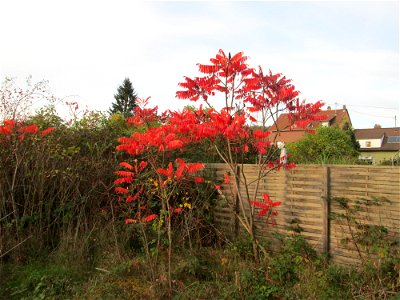 Essigbaum (Rhus typhina) in einem aufgelassenen Gartengrundstück in Brebach - eingeschleppt aus Nordamerika