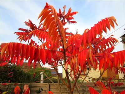 Essigbaum (Rhus typhina) in einem aufgelassenen Gartengrundstück in Brebach - eingeschleppt aus Nordamerika
