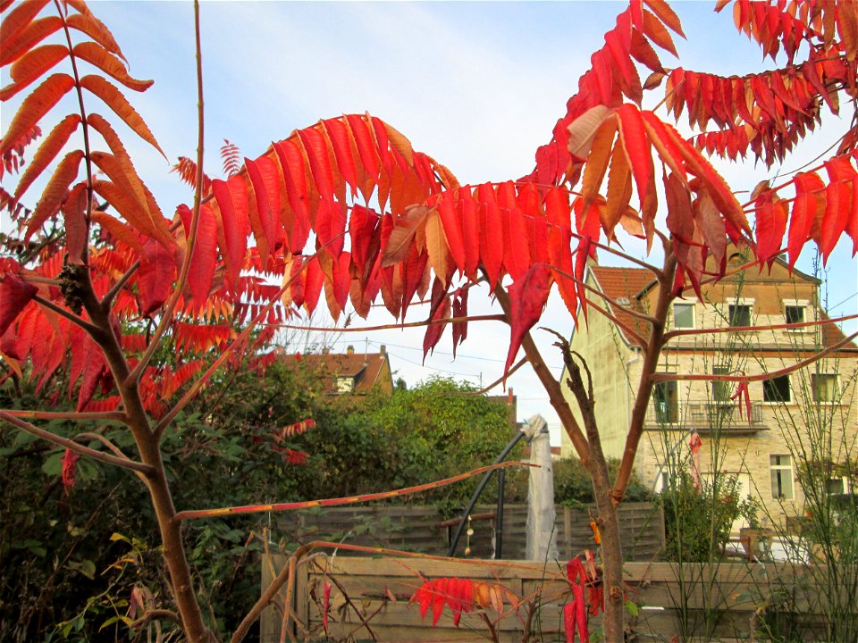 Essigbaum (Rhus typhina) in einem aufgelassenen Gartengrundstück in Brebach - eingeschleppt aus Nordamerika