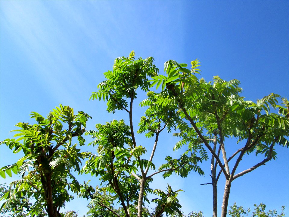 Essigbaum (Rhus typhina) in  einem aufgelassenem Schrebergarten in Brebach