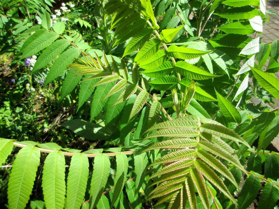Essigbaum (Rhus typhina) in  einem aufgelassenem Schrebergarten in Brebach