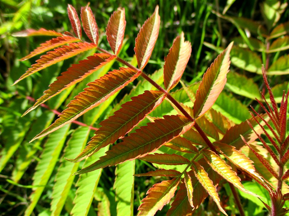Junger Essigbaum (Rhus typhina) in Ensheim
