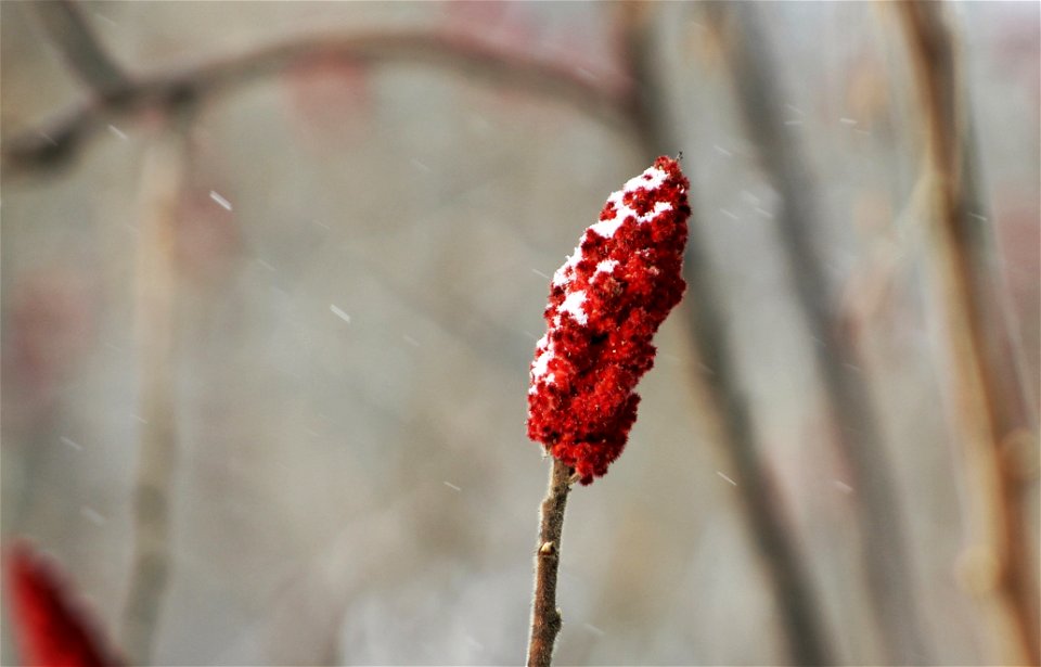 A light snow was covering the north side of this sumac fruit.