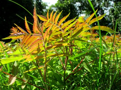Junger Essigbaum (Rhus typhina) in Ensheim