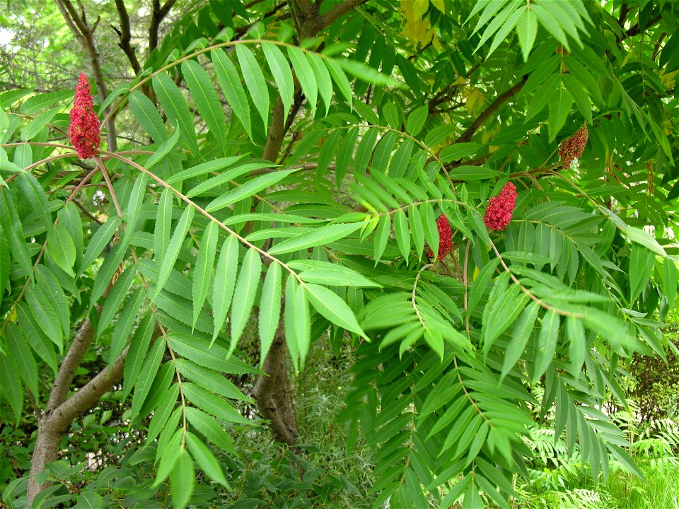 Rūgštusis žagrenis (Rhus typhina). Fam. Anacardiaceae
Foto: Algirdas, 2005 m. rugpjūčio 3 d.