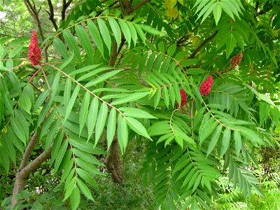 Rūgštusis žagrenis (Rhus typhina). Fam. Anacardiaceae
Foto: Algirdas, 2005 m. rugpjūčio 3 d.