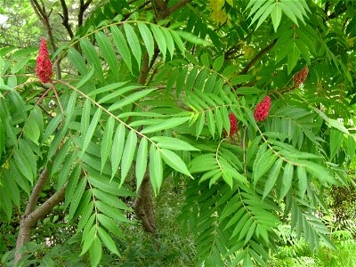 Rūgštusis žagrenis (Rhus typhina). Fam. Anacardiaceae Foto: Algirdas, 2005 m. rugpjūčio 3 d. photo