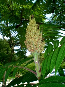 Rhus typhina infiorescence with bees. Flowers turn from green to red as they wear out and there's an audible buzz in the first "green" stage, as there is usually much more bees than shown here. Note t