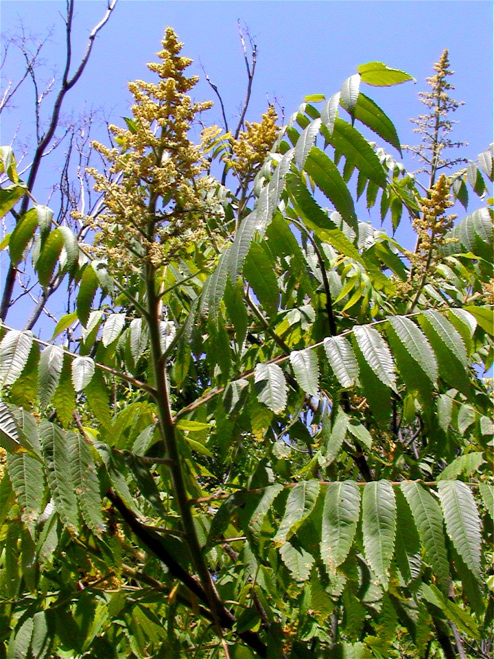 Male flowers of Rhus typhina. photo