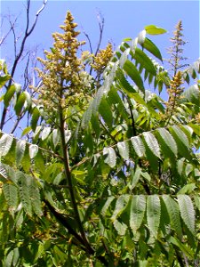 Male flowers of Rhus typhina. photo