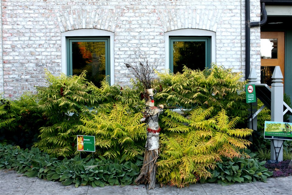 Rhus typhina 'Bailtiger' TIGER EYES' at the Minnesota Landscape Arboretum photo