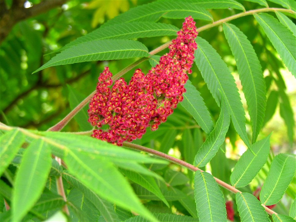 Rūgštusis žagrenis (Rhus typhina). Fam. Anacardiaceae
Foto: Algirdas, 2005 m. rugpjūčio 3 d.