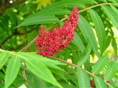Rūgštusis žagrenis (Rhus typhina). Fam. Anacardiaceae
Foto: Algirdas, 2005 m. rugpjūčio 3 d.