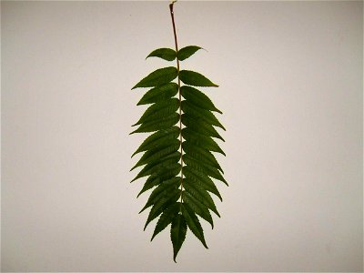 Image title: Staghorn sumac essigbaum leaf Image from Public domain images website, http://www.public-domain-image.com/full-image/textures-and-patterns-public-domain-images-pictures/leaves-plants-patt photo