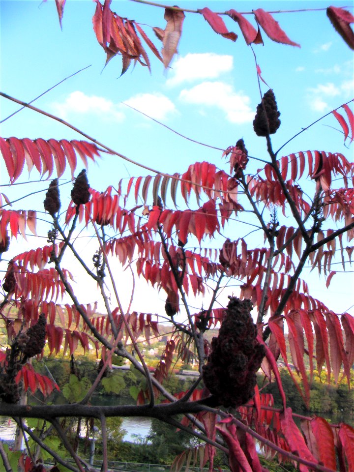 Rhus typhina autumn foliage.