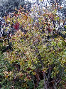 Pistacia terebinthus habit, Dehesa Boyal de Puertollano, Spain