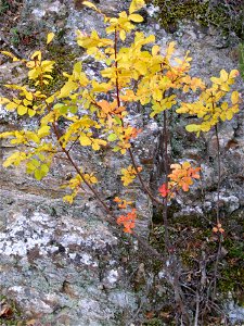 Pistacia terebinthus habitat, Sierra Madrona, Spain photo