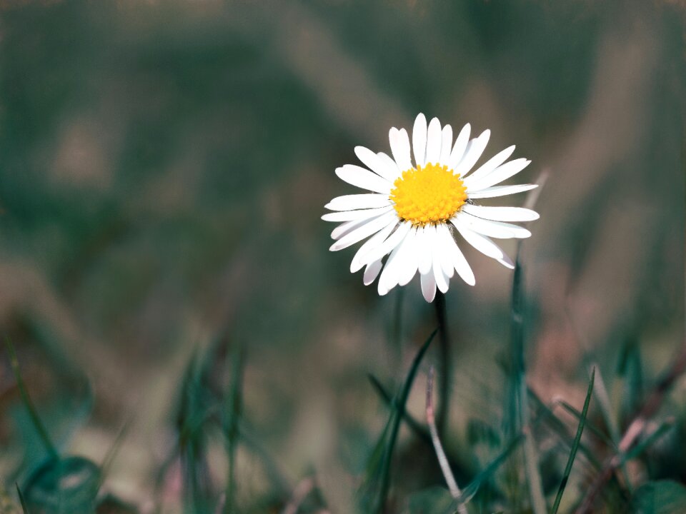 Summer nature white