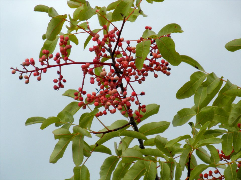 Pistacia terebinthus fruits close up, Dehesa Boyal de Puertollano, Spain