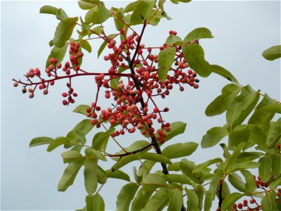 Pistacia terebinthus fruits close up, Dehesa Boyal de Puertollano, Spain