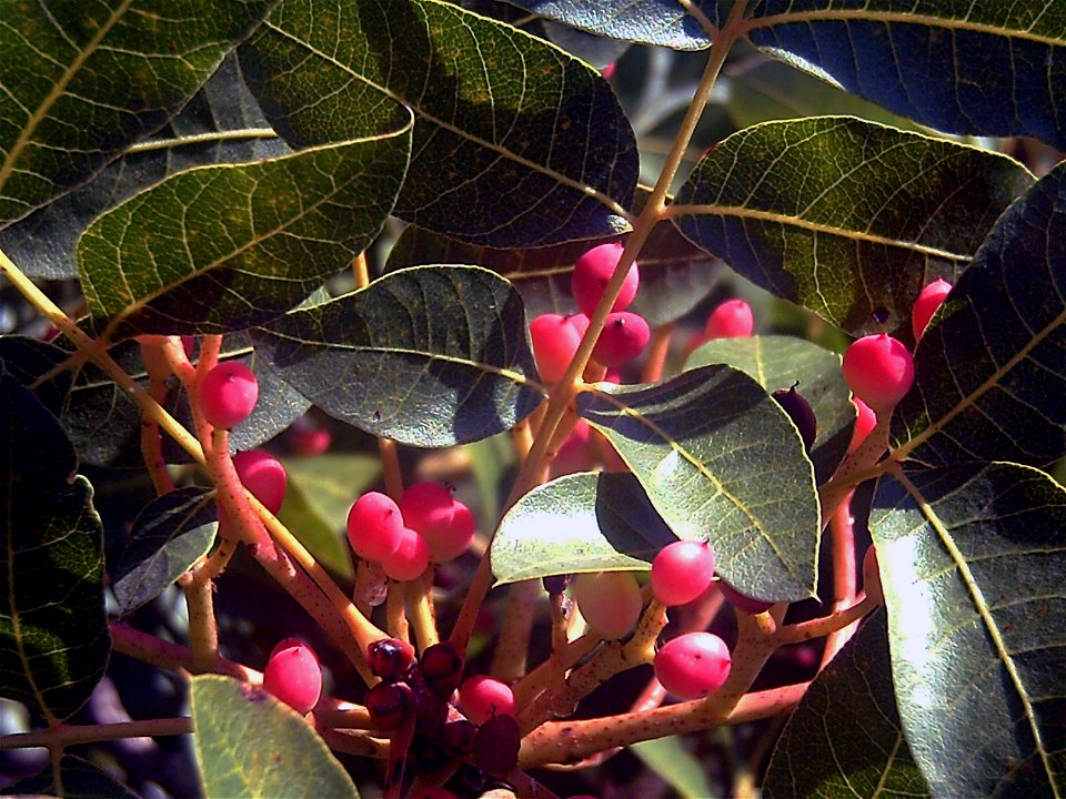Pistacia terebintus in Sierra Madrona, fruits