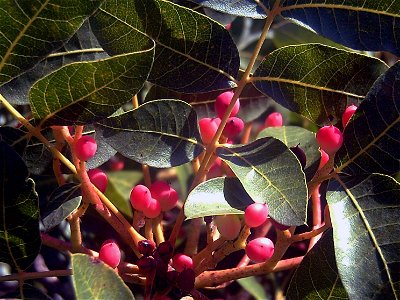 Pistacia terebintus in Sierra Madrona, fruits