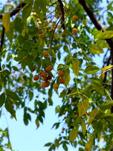 I am the originator of this photo. I hold the copyright. I release it to the public domain. This photo depicts fruit on a Melia azedarach tree. photo
