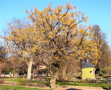 Melia azedarach, photographie prise le 17-02-2008 au Jardin des Plantes à Paris.