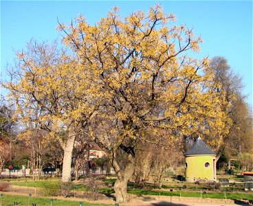 Melia azedarach, photographie prise le 17-02-2008 au Jardin des Plantes à Paris. photo