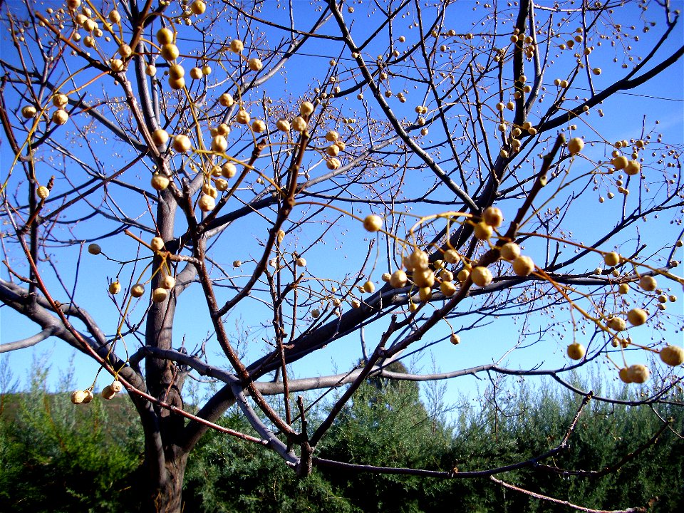 Melia azedarach fruits, Dehesa Boyal de Puertollano, Spain