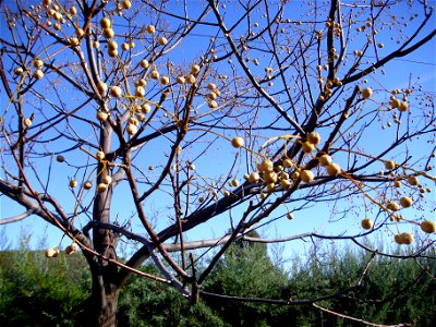 Melia azedarach fruits, Dehesa Boyal de Puertollano, Spain
