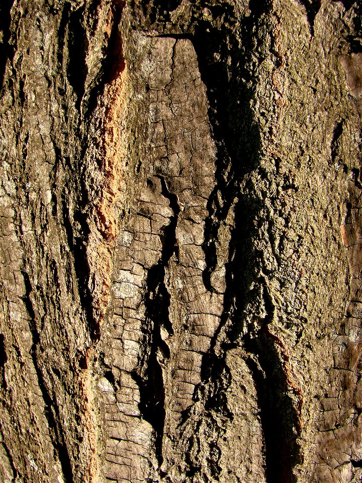 Détail de l'écorce de Melia azedarach au jardin des Plantes de Paris.